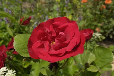 Rose (rosa)