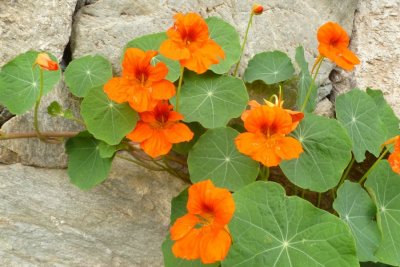 Kapuzinerkresse (Tropaeolum majus)