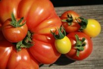 Seminar: Tomatenvielfalt