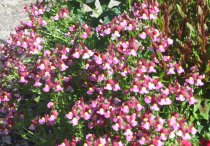 Bienenfreundlicher Balkon und Garten