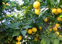 Frühlingsfahrt nach Limone und Malcesine