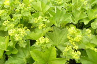 Frauenmantelkraut (Alchemilla Vulgaris L.)
