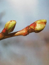 Die Heilkraft der Pflanzenknospen - Gemmotherapie entdecken und anwenden