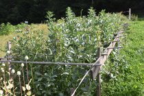 Harte Schale, wertvoller Kern