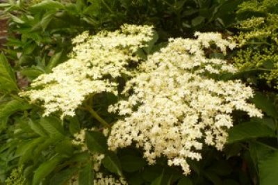 Holunder (Sambucus)