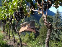 Besichtigung Weingut Maso Thaler in Glen