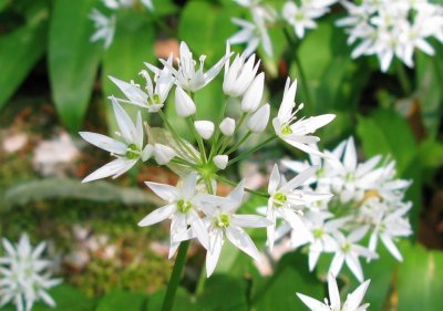 Bärlauch (Allium ursinum)