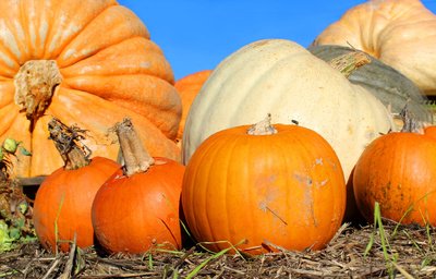 Frittelle di zucca