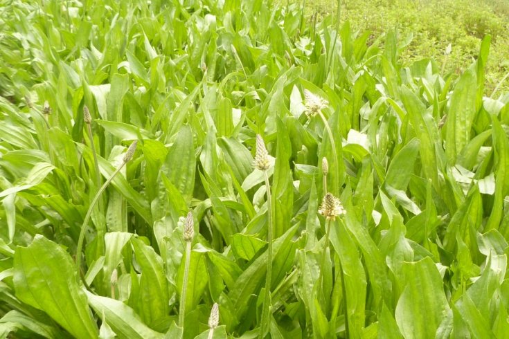 Spitzwegerich  (Plantago lanceolata)