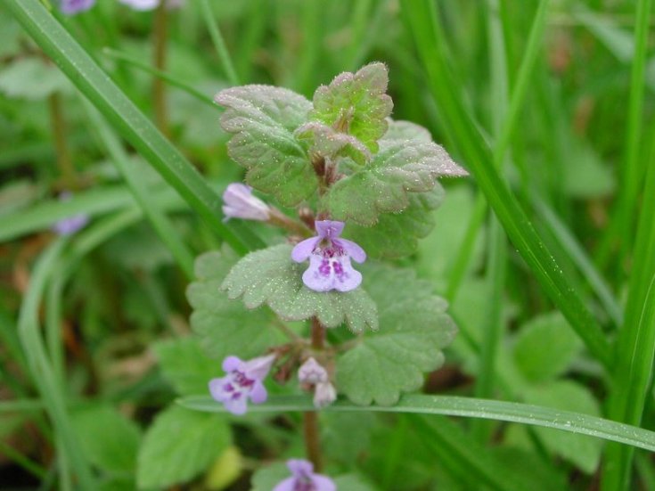 Gundermann (Glechoma hederacea)