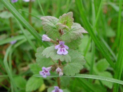 Gundermann (Glechoma hederacea)