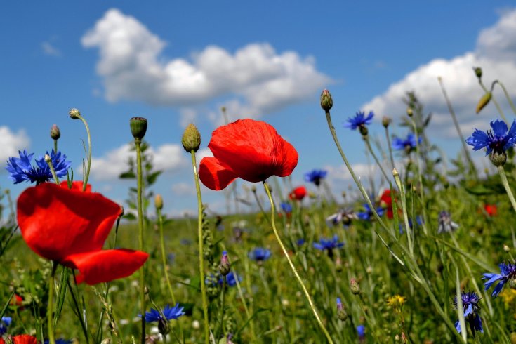 Bunte Wildblumenwiese und Totholzhaufen: Vortrag