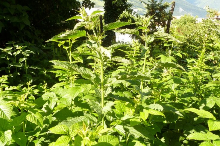 Brennnessel (Urtica dioica)